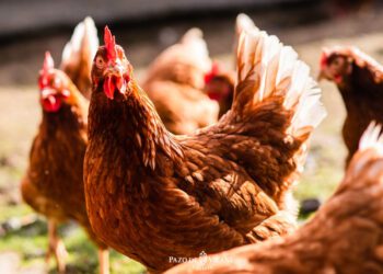 Lo que debes conocer sobre la influenza aviar