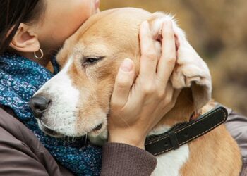 Colegio de Médicos Veterinarios ofrece apoyo a quienes han perdido una mascota   