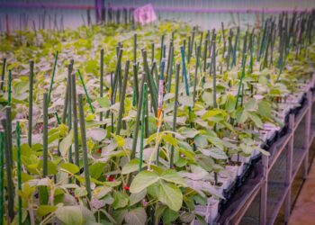 Bayer anuncia la apertura de propuestas para el primer ciclo 2025