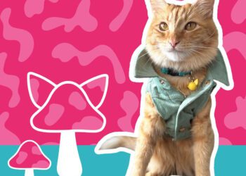 Toy Doggie lanza colección de primavera “Una vibra muy perra”