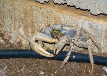 Ocupan trampas para jueyes ilegales en Humacao