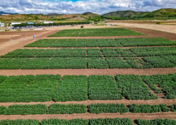 PRABIA  celebra su 30 aniversario con nuevo liderazgo  sobre la biotecnología agrícola en Puerto Rico
