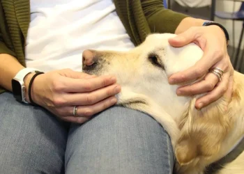 Cinco maneras en que las mascotas ayudan con el estrés y la salud mental