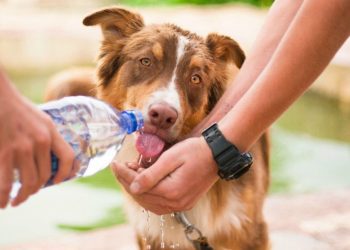 Cómo cuidar y refrescar a tu perro durante el calor extremo
