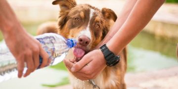 Cómo cuidar y refrescar a tu perro durante el calor extremo