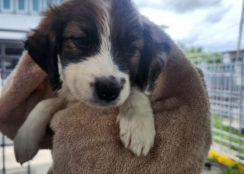 Rescatan dos cachorros abandonados en Cataño: Municipio refuerza compromiso con el bienestar animal