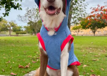 Toy Doggie lanza su colección de verano 2025 “Seguimos en P Fluffing R”