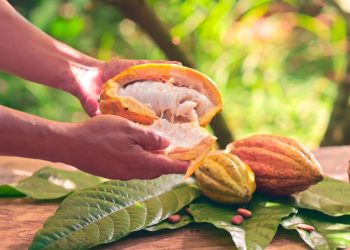 Chocolate Cortés celebra el Día Mundial del Cacao