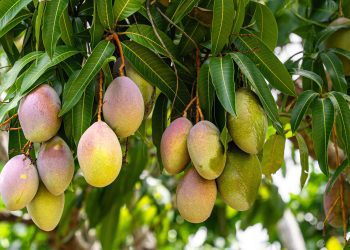 Mayagüez será capital educativa del Mangó en Puerto Rico: más de 87 variedades, talleres y ciencia en el Festival del Mango 2025