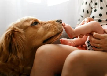 Cómo preparar a tu mascota para la llegada de un bebé