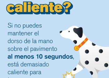 El calor es peligroso para las mascotas: cómo mantenerlas a salvo