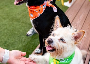 Tito’s Handmade Vodka reafirma su compromiso con   el bienestar animal en Puerto Rico   