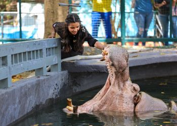 Celebrarán el Cumpleaños del Hipopótamo más viejo del Mundo