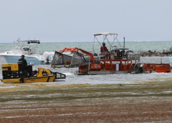 Remueven histórico sargazo en Fajardo