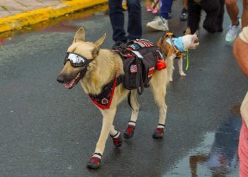 Municipio de Cataño honra a Celia Barbosa Pedrosa en la 4ta edición de Mascotas All Star