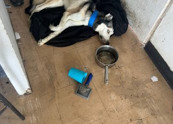 Policía Municipal de San Juan arresta a mujer por maltrato animal   