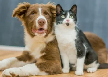 Mayagüez Mall celebra gran Feria de Mascotas este fin de semana