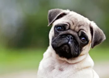 Cómo enseñar a los niños a cuidar y respetar a los animales