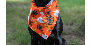 Experta en cuidado y bienestar animal ofrece recomendaciones para el cuidado  de mascotas en Halloween