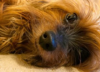 Disfruta cada momento con tu mascota