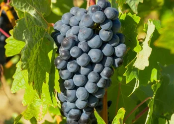  La Denominación de Origen Ribera del Duero honra su uva insignia