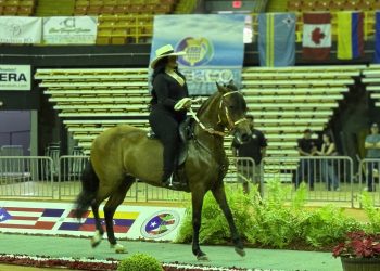 Este jueves inicia el 36to Campeonato Internacional de Paso Fino en Arecibo con más de 400 ejemplares