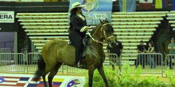 Este jueves inicia el 36to Campeonato Internacional de Paso Fino en Arecibo con más de 400 ejemplares