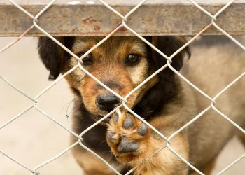 La importancia de la adopción responsable de mascotas