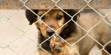 La importancia de la adopción responsable de mascotas