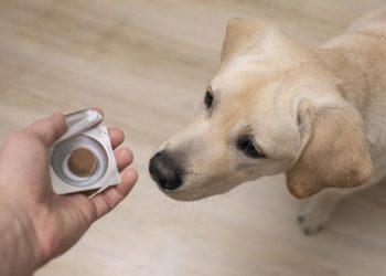 Suplementos para mascotas: lo que debe saber antes de administrarlos