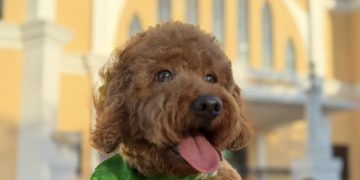 Vacunación de mascotas a bajo costo este sábado 21 en Aguada