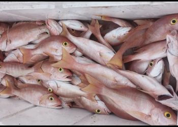 Pescadores llegan a acuerdo verbal con Recursos Naturales para poder pescar en lo que renuevan sus licencias