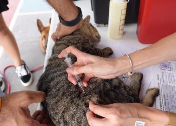 Municipio de Peñuelas celebrará feria de servicios veterinarios para perros y gatos