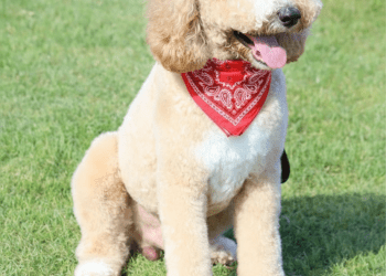 Caguas se convierte en el viejo oeste con el evento canino más grande de Puerto Rico