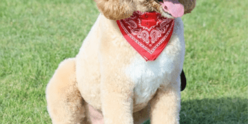 Caguas se convierte en el viejo oeste con el evento canino más grande de Puerto Rico