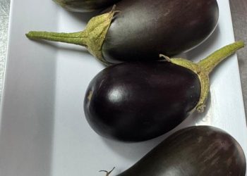 Participantes del Centro de Adultos Mayores de Hatillo presenta su huerto