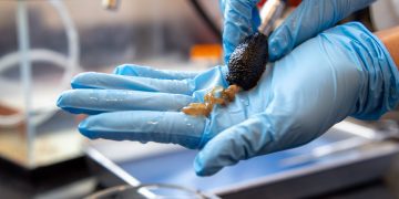 Investigación sobre regeneración intestinal en la UPR-Río Piedras recibe subvención de $500 mil del NIH