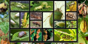 Festival del Huerto Casero celebra su 26ª edición