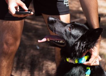 Toy Doggie presenta nuevas soluciones de seguridad para mascotas adaptadas al clima tropical
