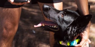 Toy Doggie presenta nuevas soluciones de seguridad para mascotas adaptadas al clima tropical