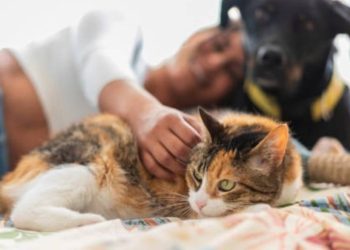 Proponen permitir que cenizas de mascotas descansen junto a sus dueños en cementerios