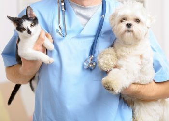 El rol de los veterinarios en la salud