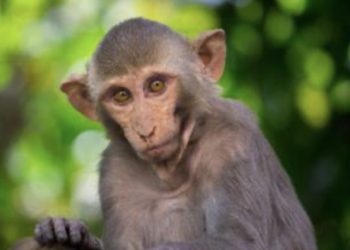 Museo Agrocultural de Morovis invita a charla educativa sobre animales exóticos hoy jueves