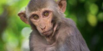 Museo Agrocultural de Morovis invita a charla educativa sobre animales exóticos hoy jueves