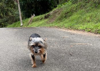 Los expertos avisan a los dueños de perros: “Limitar el paseo a caminar rápido genera frustración”