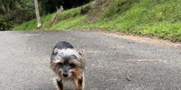 Los expertos avisan a los dueños de perros: “Limitar el paseo a caminar rápido genera frustración”
