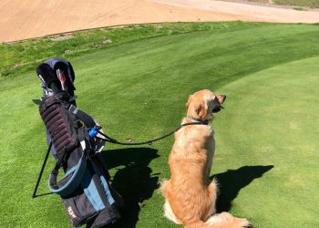 Golf y solidaridad se unen por los animales: llega el “Guau Golf Championship” a Guayama
