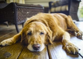 Hipotiroidismo en mascotas: una condición silenciosa que puede afectar su calidad de vida