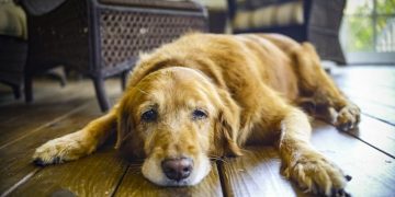 Hipotiroidismo en mascotas: una condición silenciosa que puede afectar su calidad de vida