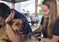 Municipio de Cataño celebrará jornada de vacunación y cuidado preventivo para perros y gatos a bajo costo